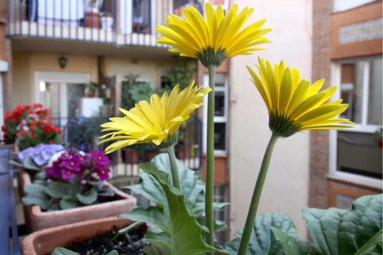 קורדובה Apartamento Azahara מראה חיצוני תמונה